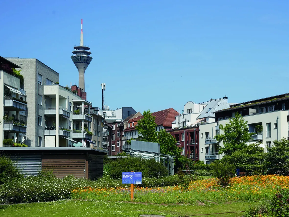 Blumenwiese im Quartier mit Rheinturm im Hintergrund