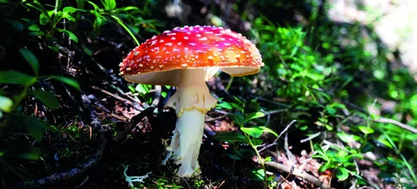 Ausstellung „Mythos Wald“ inkl. Vortrag Jan Haft im Gasometer